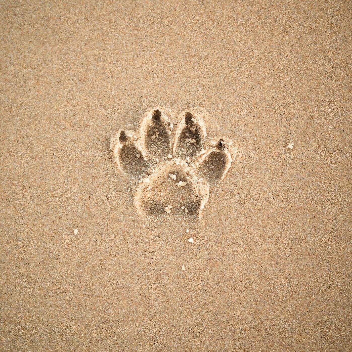 Paw